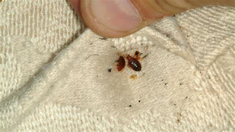 Do You Know How To Spot A Bedbug Cbs News