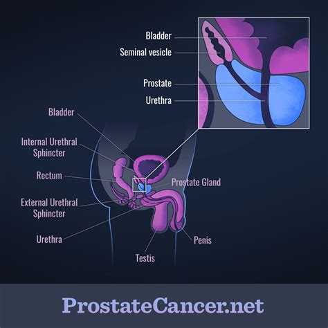 Select from premium prostate of the highest quality. What is the Prostate? - ProstateCancer.net