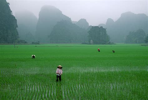 Houston havens, the lead researcher on the project. Salty Rice: Tasty Treat, or Damaging Effect of Sea Level ...