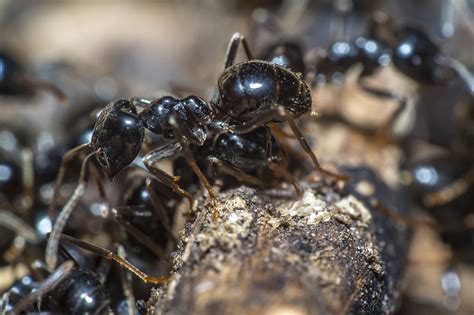 Do you need to prove your home is termites: Get rid of Ants | | Guardian Pest Management