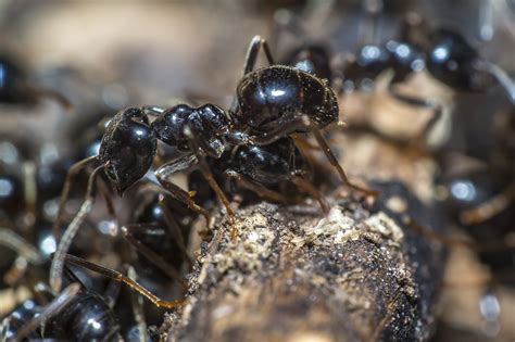Everything you wood like to know about termites. Get rid of Ants | | Guardian Pest Management