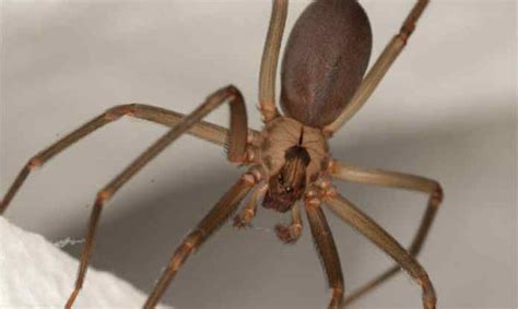 How To Identify A Brown Recluse Spider