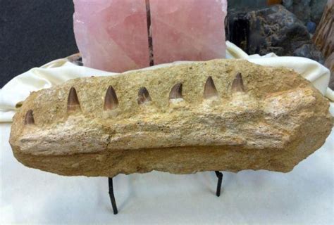 Top policies price & payment test retake policies transcripts & diploma other. Fossil Mosasaur Jaw for Sale in Dallas, Texas Classified ...