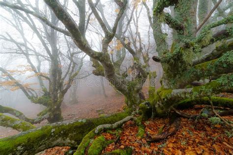 Foggy Landscape In Beech Forest Of A Magical Forest With Enchanted