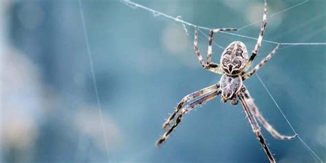 Spider Removal Pest Control Mississauga Milton Brampton Toronto