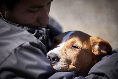 We did not find results for: Does Your Dog Have Cancer? The Warning Signs You Need to ...