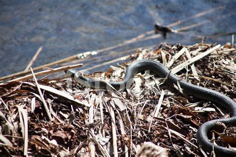 No one knew he was such a snake in the grass. Grass Snake IN The Sun Stock Photos - FreeImages.com