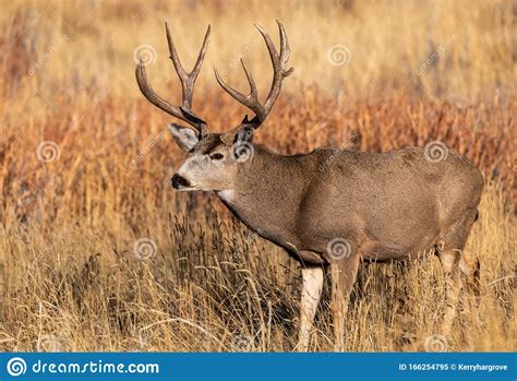 A Massive Mule Deer Buck In A Field During Autumn Stock Image Image
