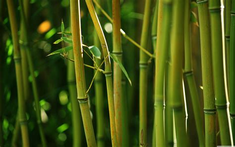 Bamboo Wallpapers Top Những Hình Ảnh Đẹp