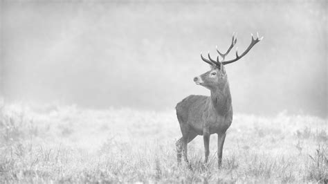 Black And White Wildlife Fine Art Photos Red Deer In The Mist