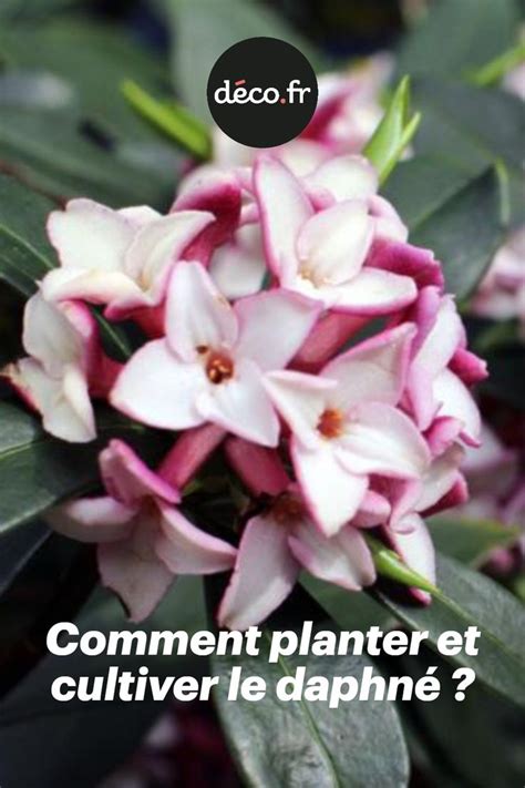 Comment Planter Et Cultiver Le Daphné Comment Planter Cultiver Fleurs Odorantes