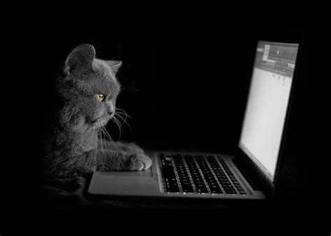 Check spelling or type a new query. Download British Shorthair On Itl.cat