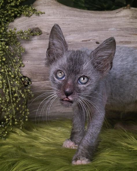 Meet The Lykoi An Odd New Breed Of Werewolf Cats Werewolf Cat