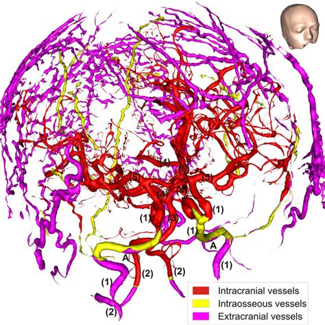 Blood Vessels Extracted From 7 T Mri By Frangi Vesselness Filtering And