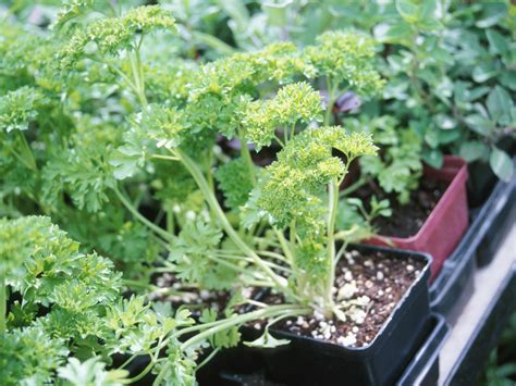 When it comes to cancer, fighting words might be the wrong approach. Parsley and dill: Cancer fighters that won't leave you in ...