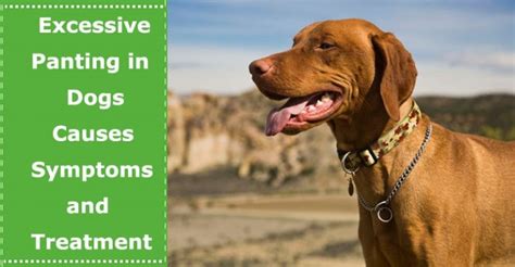 Excessive Panting In Dogs Causes Symptoms And Treatment Petxu