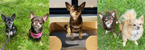 What Is The Best Age To Breed A Female Chihuahua