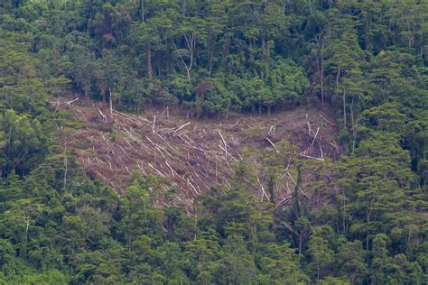 Tiga cara politikus menjarah hutan Indonesia: kebijakan pro investasi ...