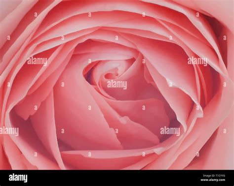 Top View Close Up Photo Of Pink Rose Flower Flowery Texture Petals