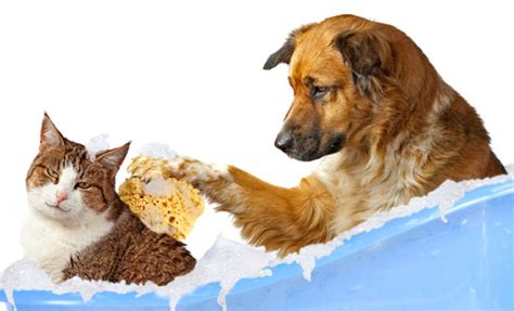 We offer dog daycare, pet boarding, training, grooming, and more. The Differences in Cat Grooming - Love Fur Dogs - Chicago ...