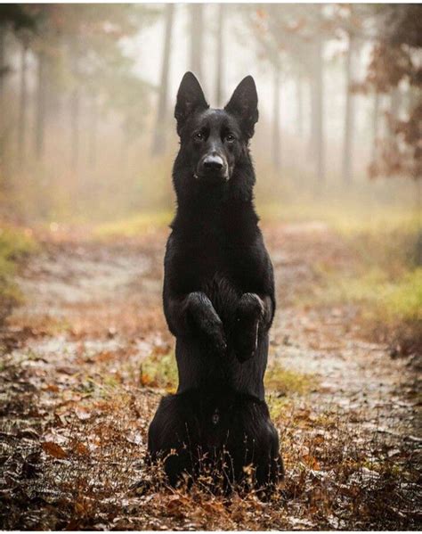 Pin By Ambroshia Richards On German Shepherd Black German Shepherd