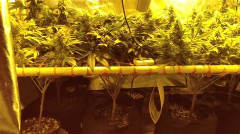 It is suitable for a growing area of 2.5x2.5' at 24'' height. Medical Marijuana 2x4 Scrog Grow tent - Day 41 Flowering ...