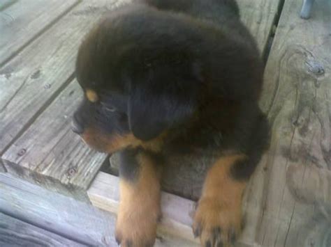 Purebred rottweiler puppies in oklahoma german rottweilers for sale in oklahoma. German rottweiler puppies for Sale in Brookside Village ...