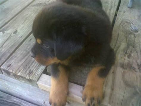 ****special 50% discount on all puppies today****. German rottweiler puppies for Sale in Brookside Village ...