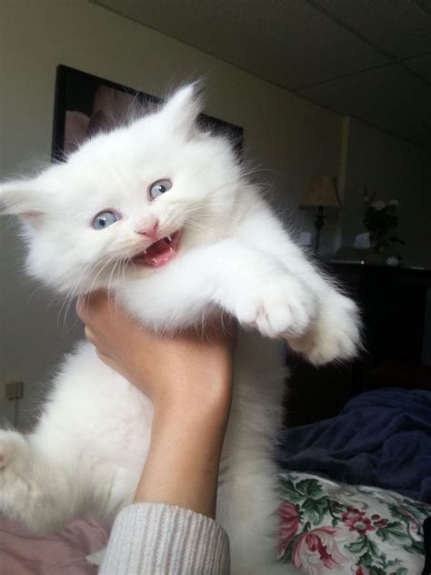 Aw Cute Cats Funny Cat Pictures White Kittens