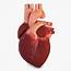 Human Heart 3D Model Circulatory  CGTrader