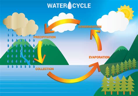 Water Cycle Diagram Vector Download Free Vector Art Stock Graphics