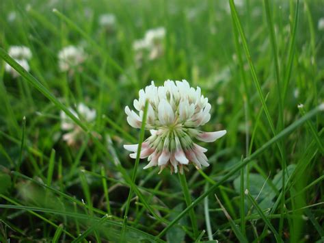 Weed Of The Week White Clover