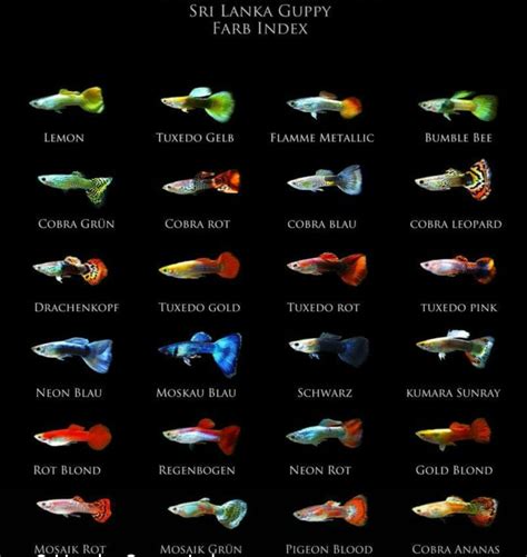 Guppy Fish Types Species Color Variants Diagram Freshwater