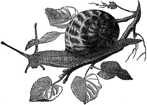 What is public domain and how is it used. Free Public Domain Snail Images - The Graphics Fairy