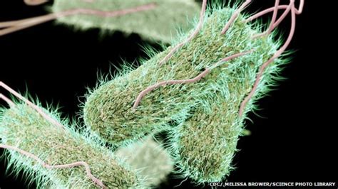 Drug Resistant Typhoid Concerning Bbc News