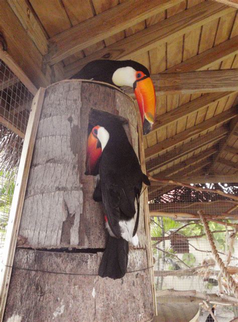 Nest Logs For Toco Toucans Adventures In Toucanland