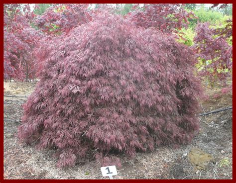 Yet these vines can establish in forests and along riverbanks where they can smother shrubs and trees and form dense mats in the understory, displacing native flora. Laceleaf Japanese Maple Trees available in Washington ...