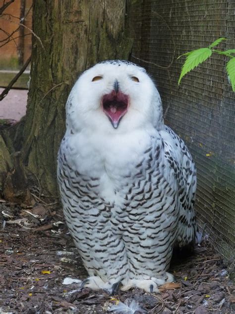 Laughing Owl By Aewendil On Deviantart