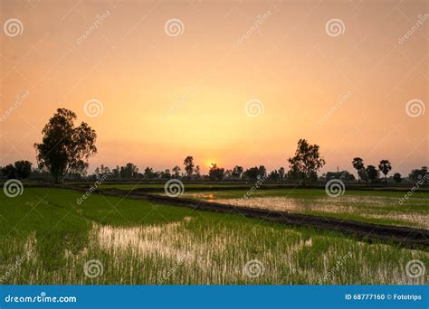 Sunset In Rice Field Stock Photo Image Of Light Green 68777160