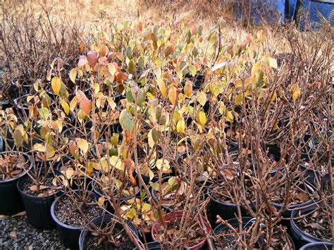 It is the opinion that the garden pests and diseases very like the viburnum. Viburnum Photos