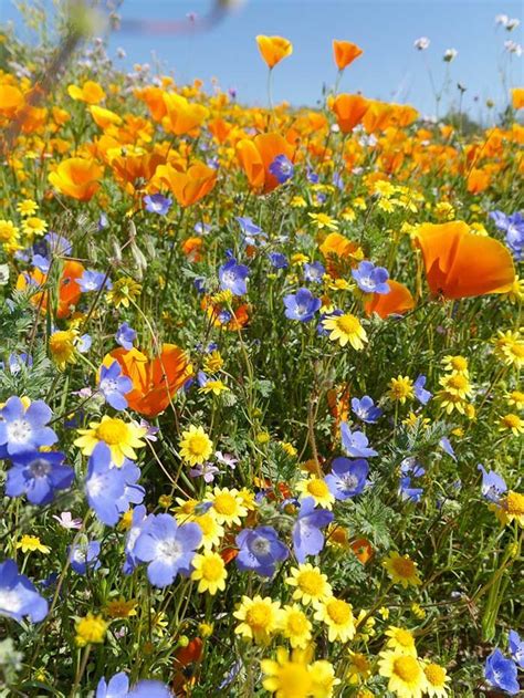 The high desert of california is part of the larger mojave desert; Super Bloom - Desert Wildflower Reports for Southern ...