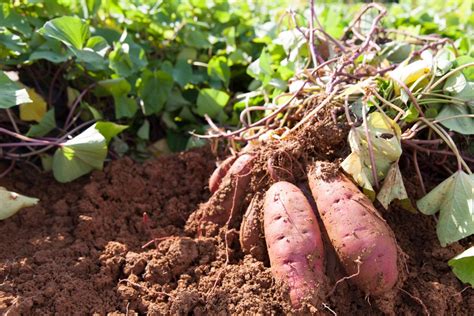 Epoca De Plantar Batata Doce