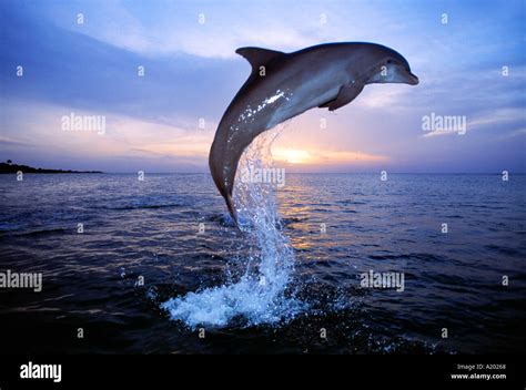Bottlenose Dolphin Jumping At Sunset Tursiops Truncatus Stock Photo