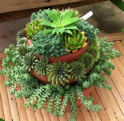 Tiered Succulent Containers Succulents In Containers Succulents Plants