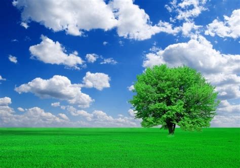 Trees Grass Blue Sky And Highdefinition Picture Photos In  Format