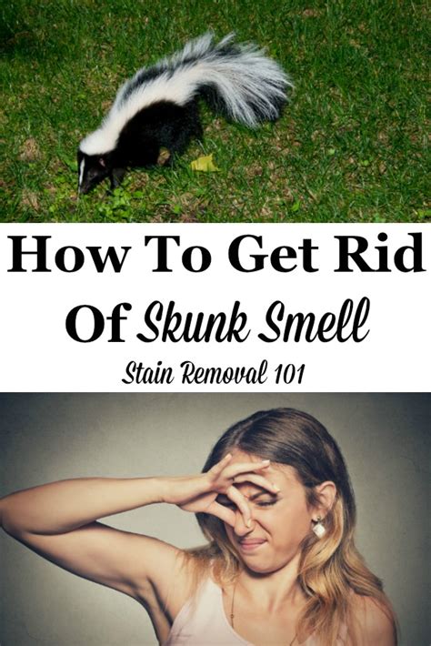 How To Get Rid Of Skunk Smell: Home Remedies, Recipes & Products To Use
