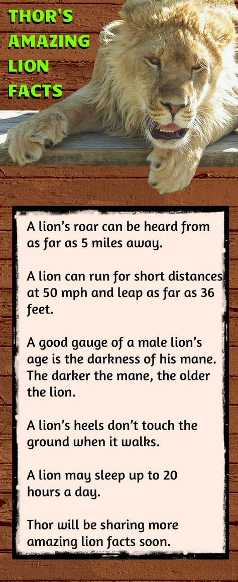 9 Best Lion Facts Ideas Lion Facts Lion Facts