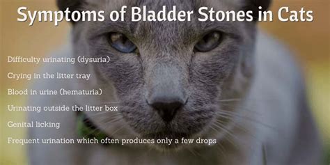 View Bladder Stones In Cats Symptoms Collection See More Ideas About