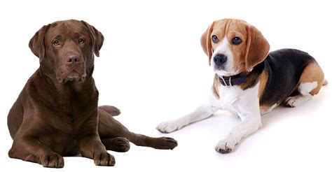 Train the puppies consistently and with firm hands. Beagle Lab Mix - A Complete Guide To An Increasingly ...