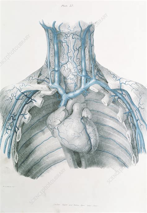 Neck And Chest Veins Stock Image N2000037 Science Photo Library